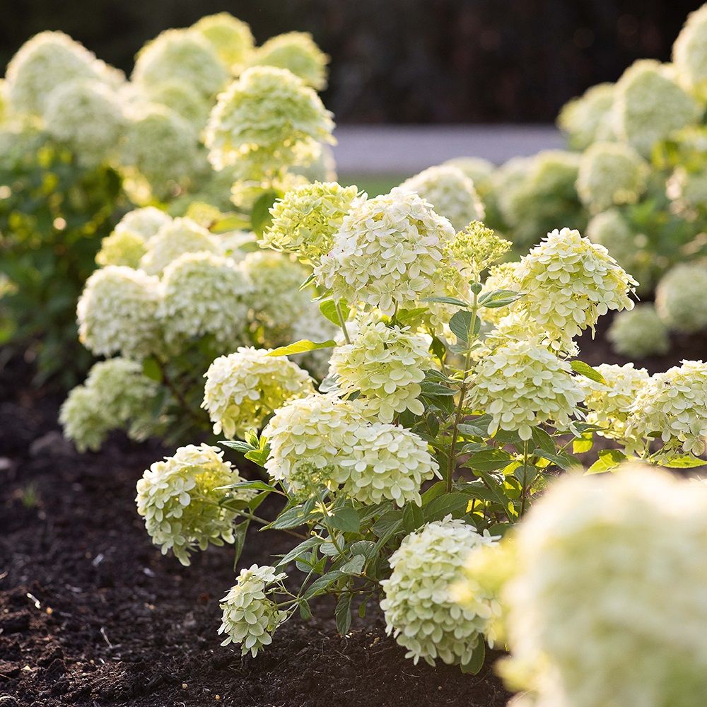 Гортензия метельчатая Литл Споки 2 л