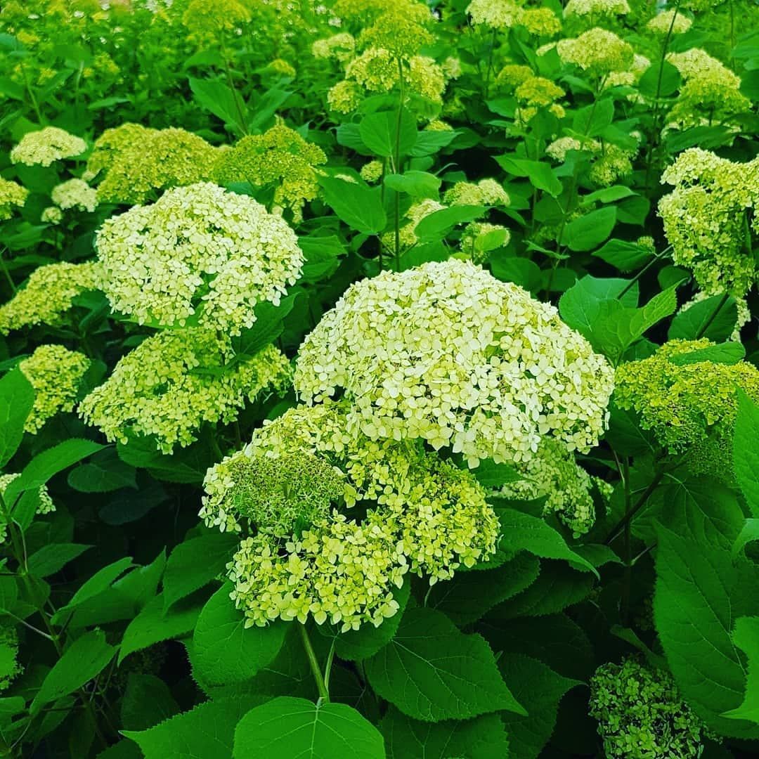 Гортензия древовидная Лайм Рики C2/C3