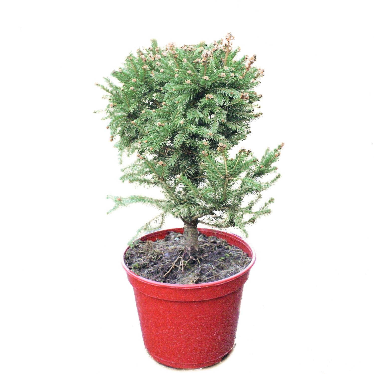 Сосна тунберга Майджима V7,5