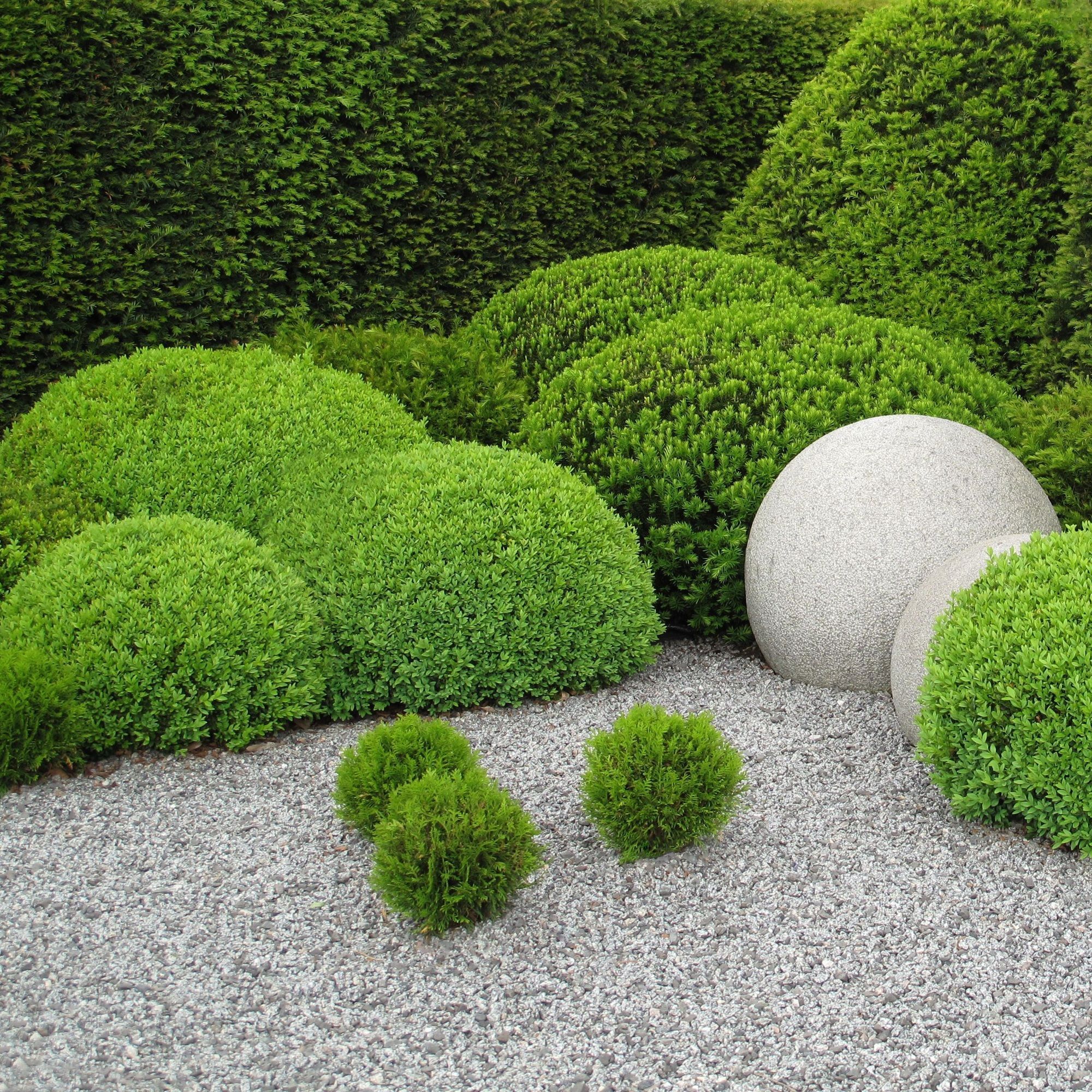 Буксус шар d21 см h45 см