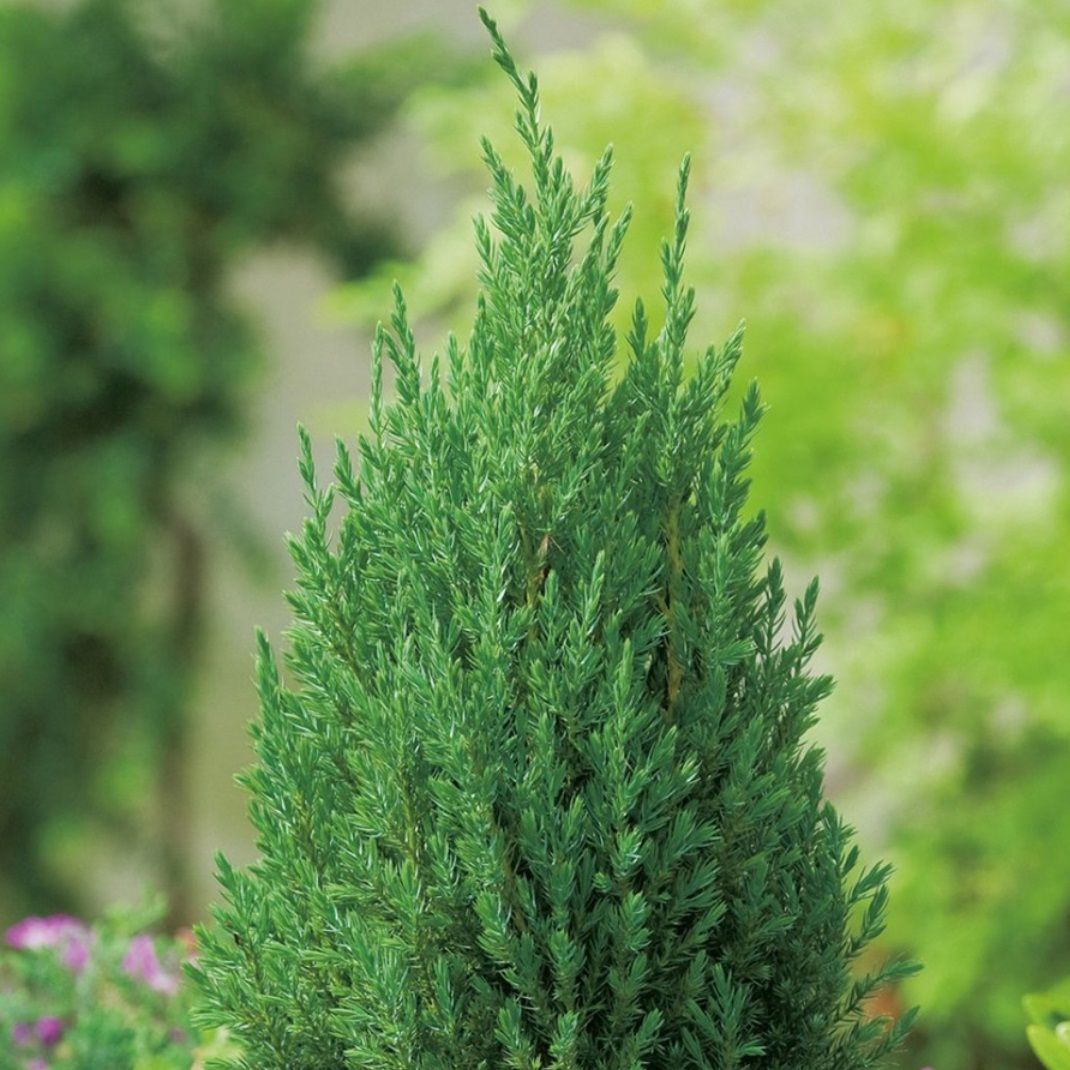 Можжевельник китайский Стрикта V1