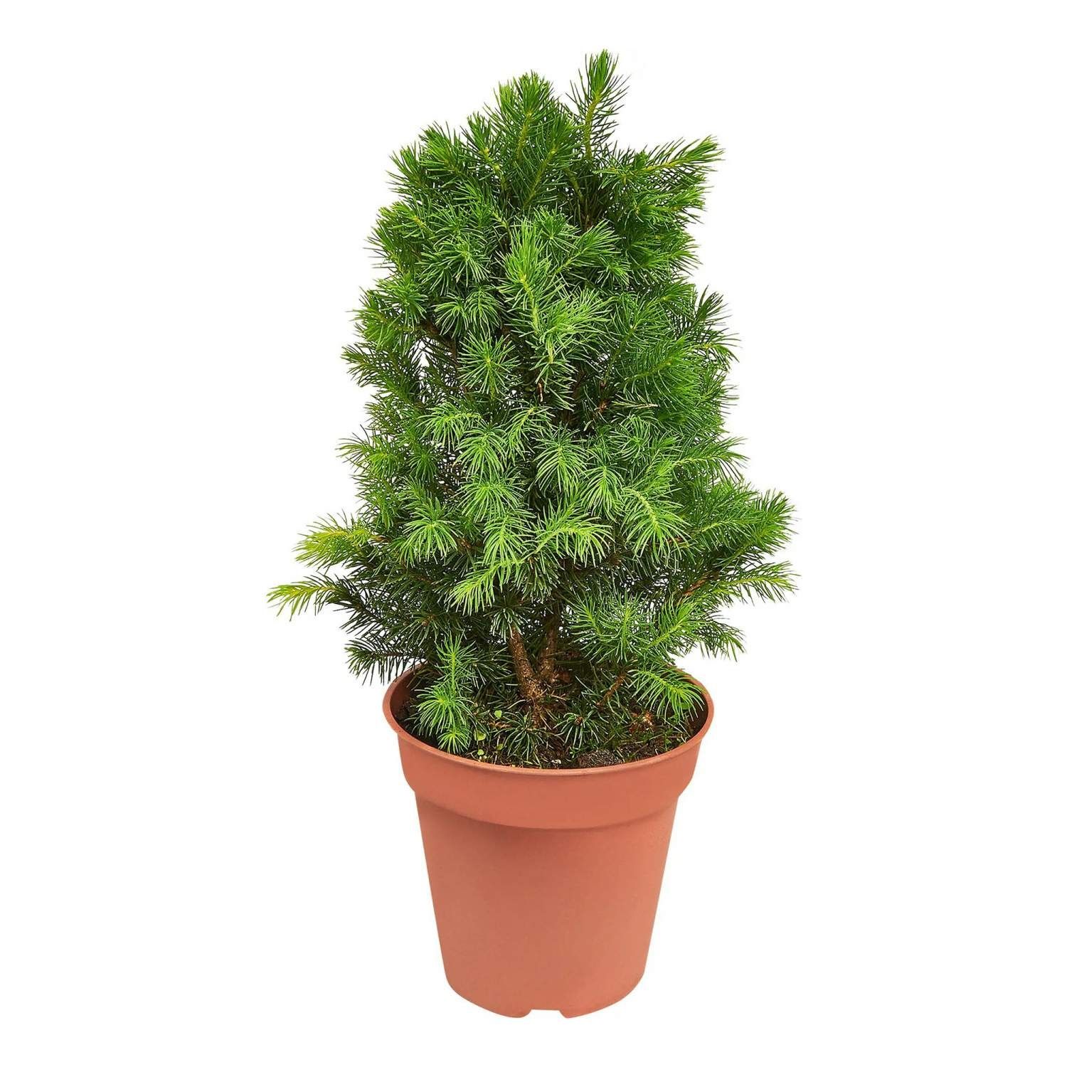 Ель канадская Цис Уандер V3