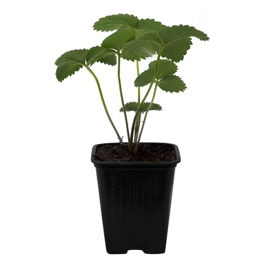 Рассада Земляника ремонтантная Крымская Р9