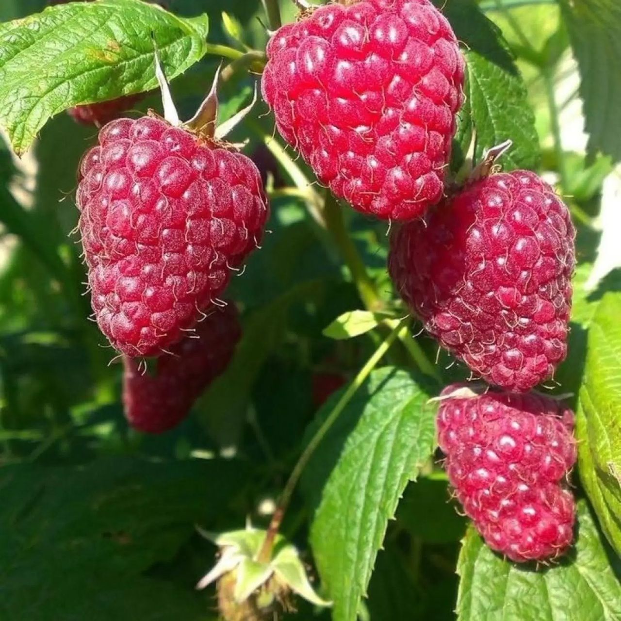 Малина ремонтантная С2