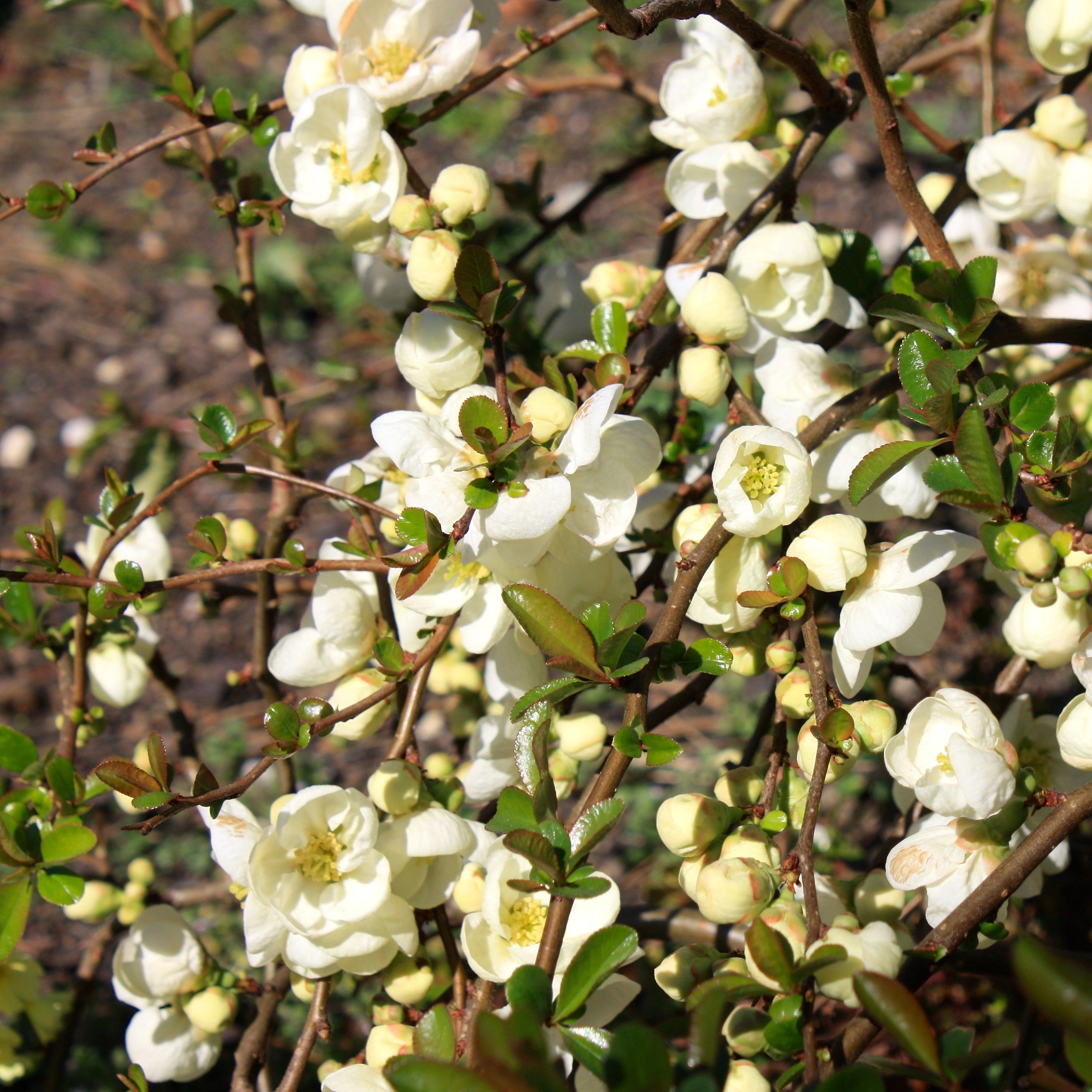 Айва японская Нивалис V2 Lav