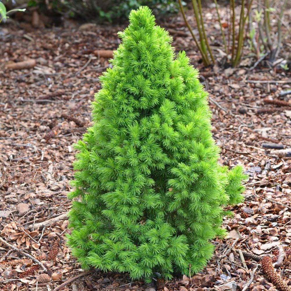 Ель канадская Коника V2 Lav