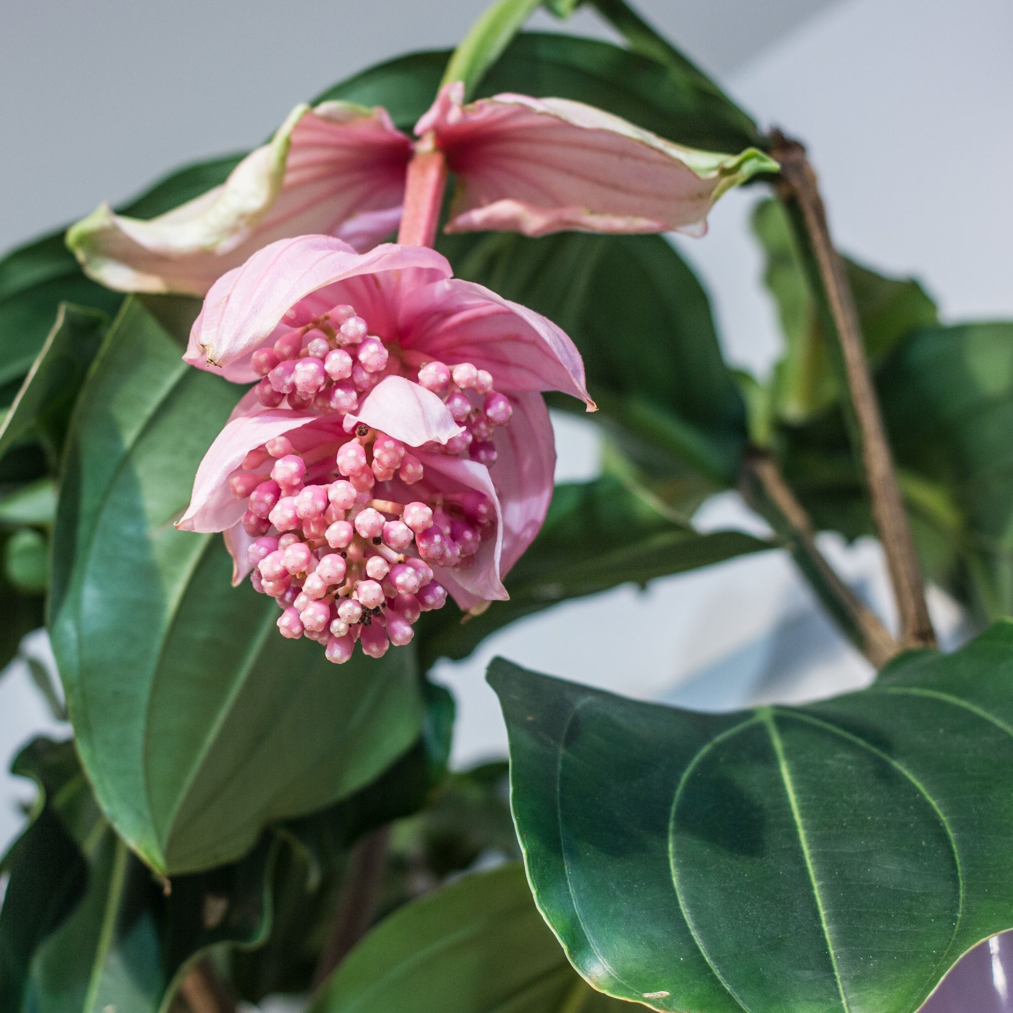 Мединила магнифика розовая d17 см h40 см