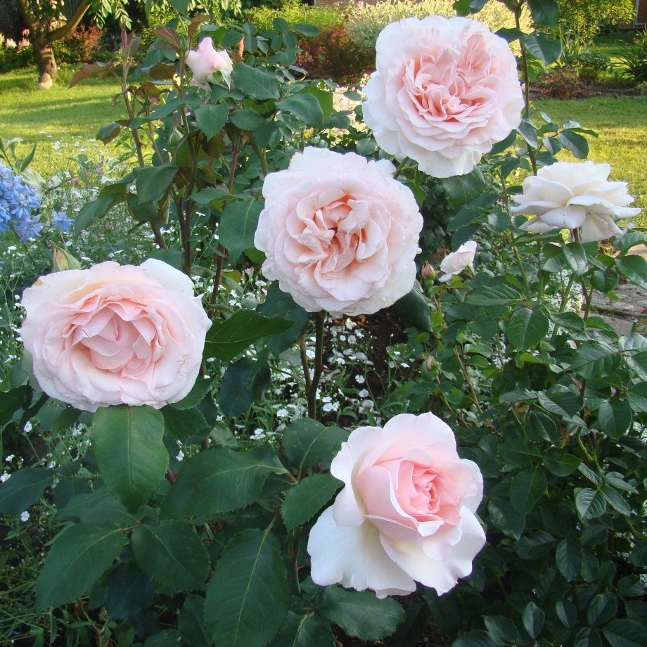 Роза чайно-гибридная Роберто С7/С10