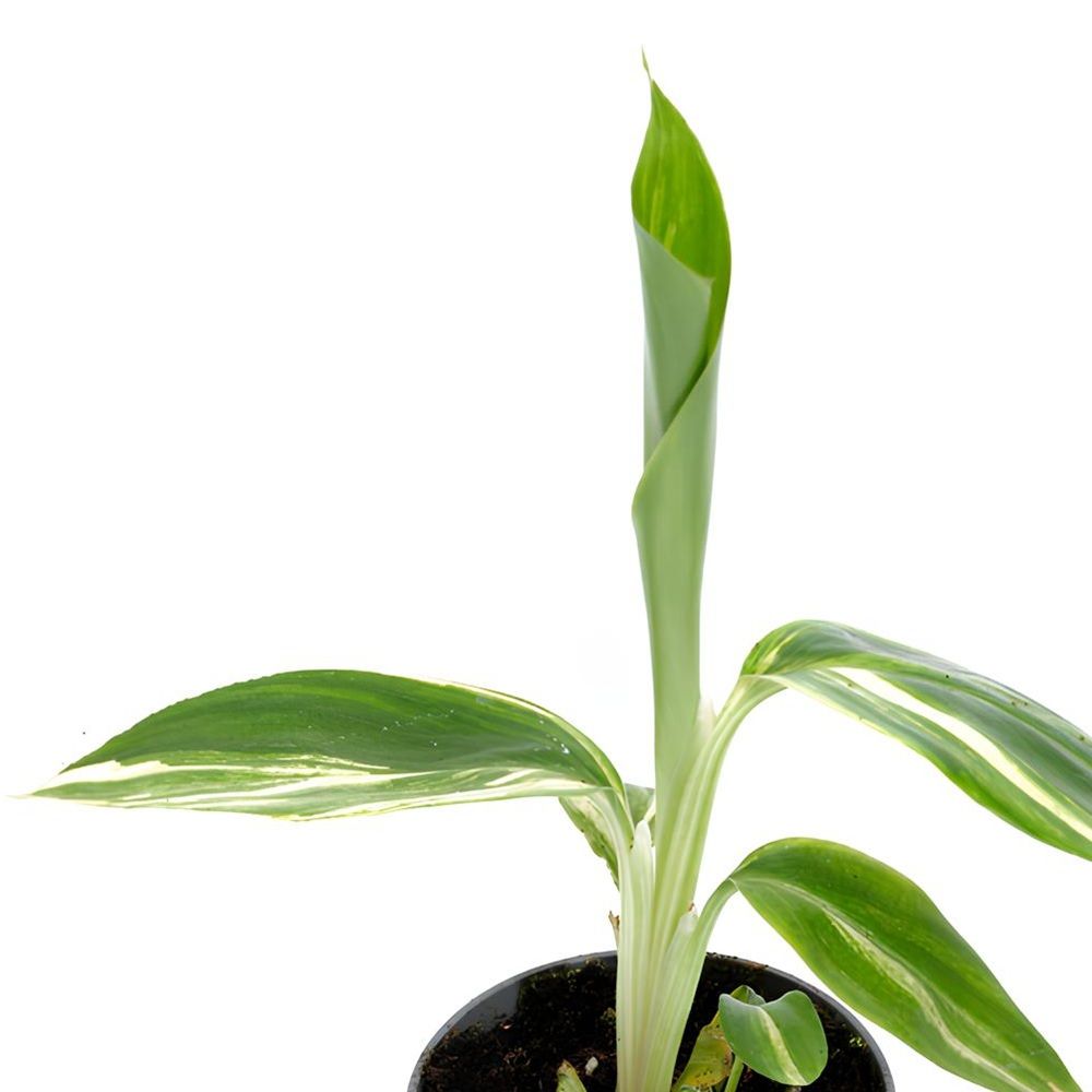 Альпиния пониклая Вариегата d7 см