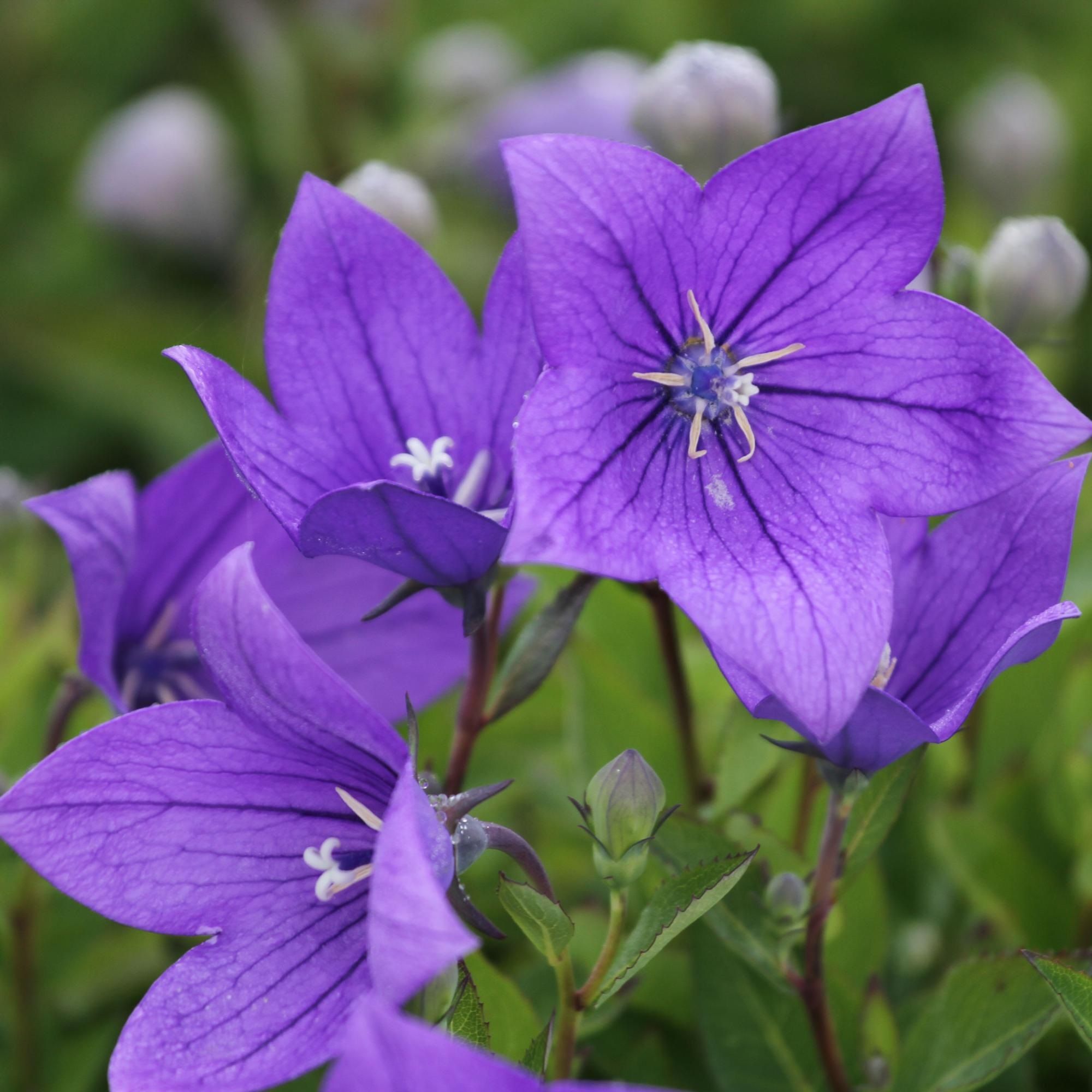 Платикодон d11 см