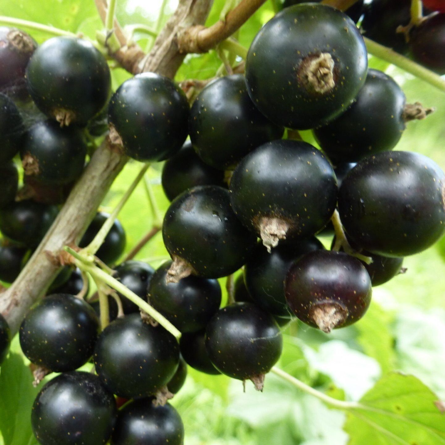 Смородина черная Сахарная С7