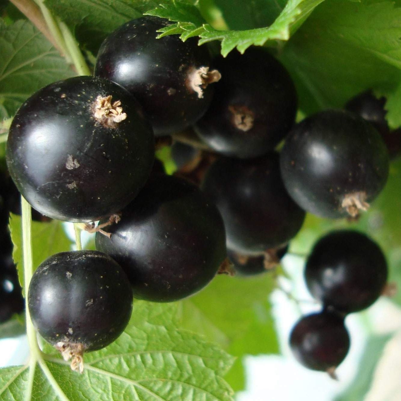 Смородина черная V2