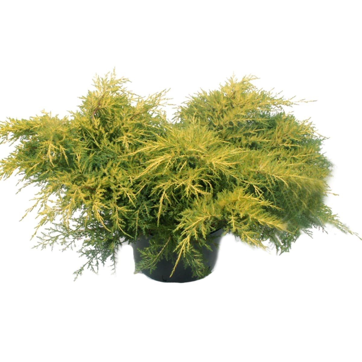 Можжевельник средний Пфитцериана Ауреа V2 Lav