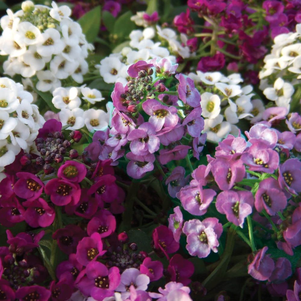 Алиссум в кассете / 6 шт