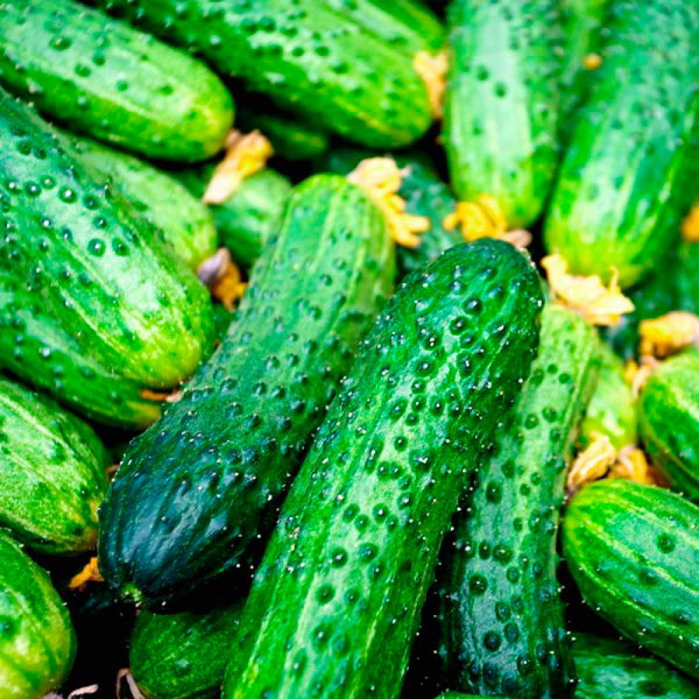 Огурец Дачный Посол F1 (А) ц/п