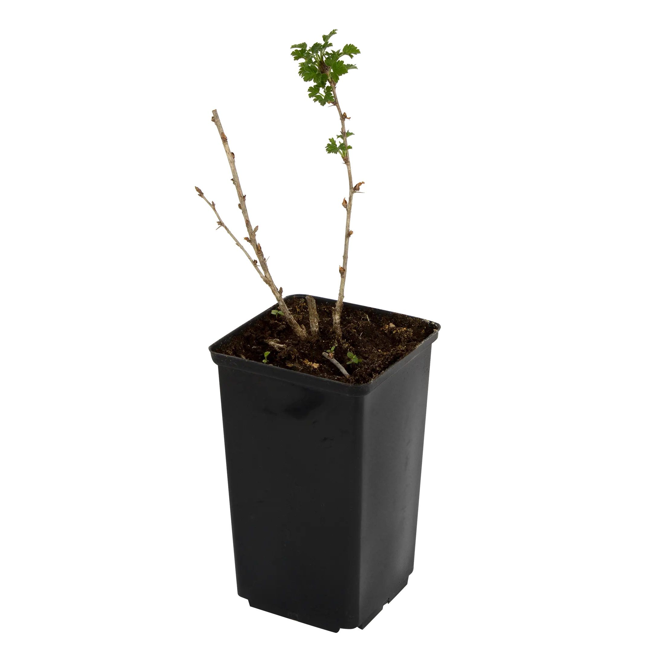 Крыжовник 2 л