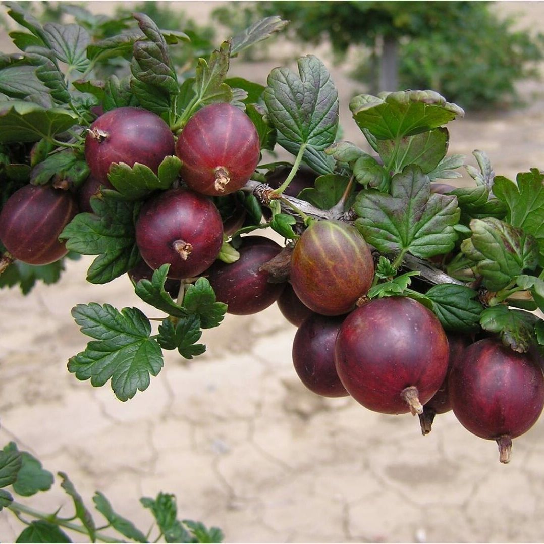 Крыжовник 2 л