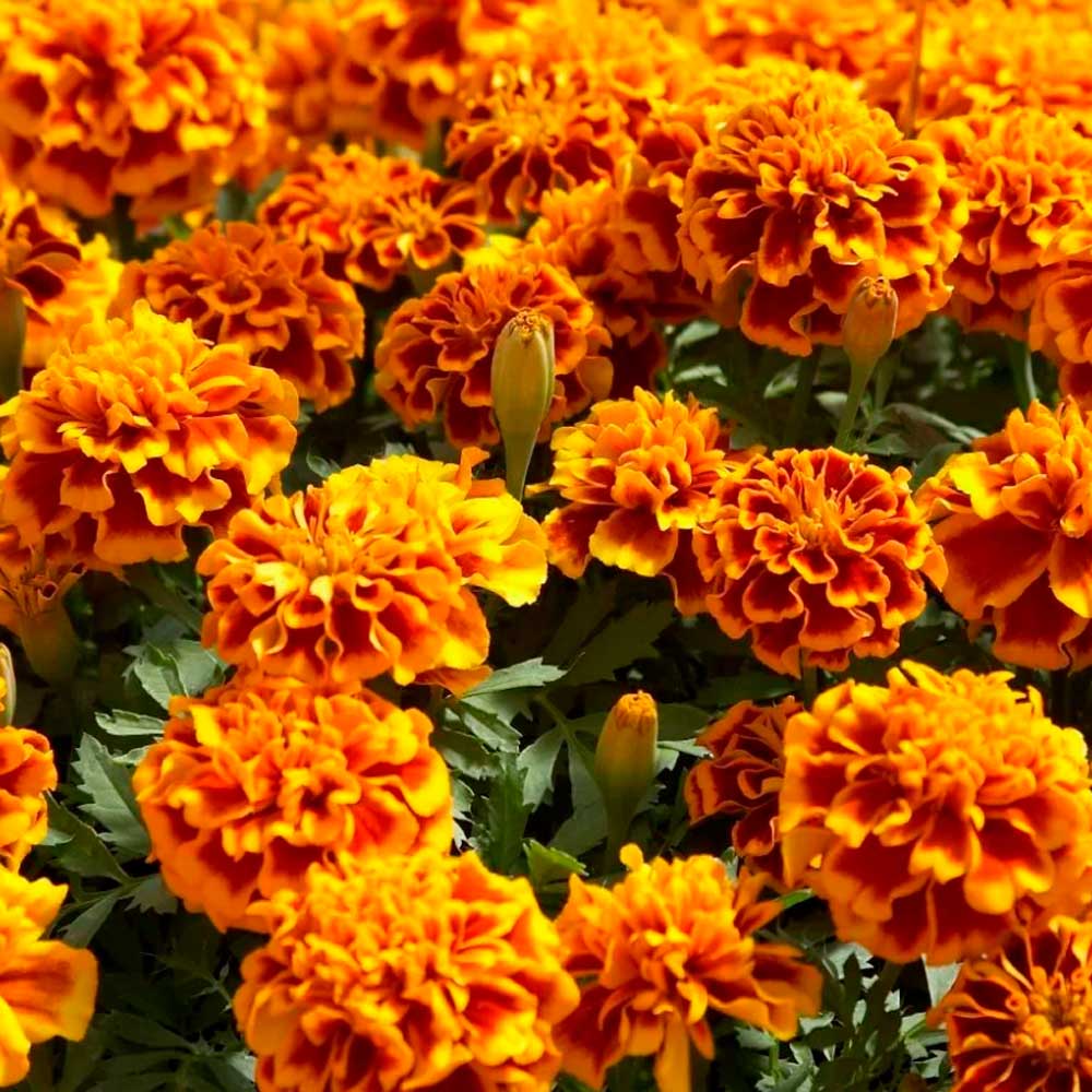 Бархатцы отклоненные махровые (Тагетес отклоненный) Двухцветный гигант (ЦВ) ("1) 0,4гр