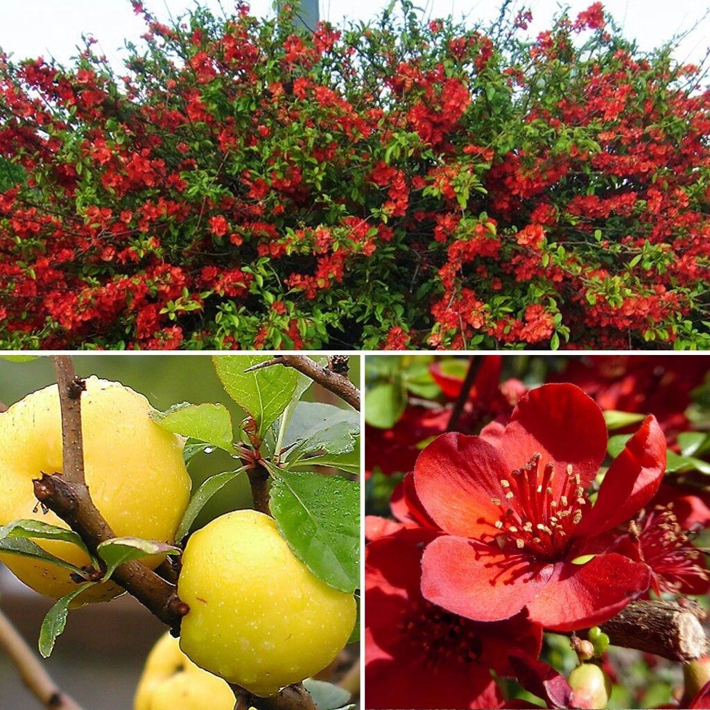 Айва прекрасная Рубра V2 Lav