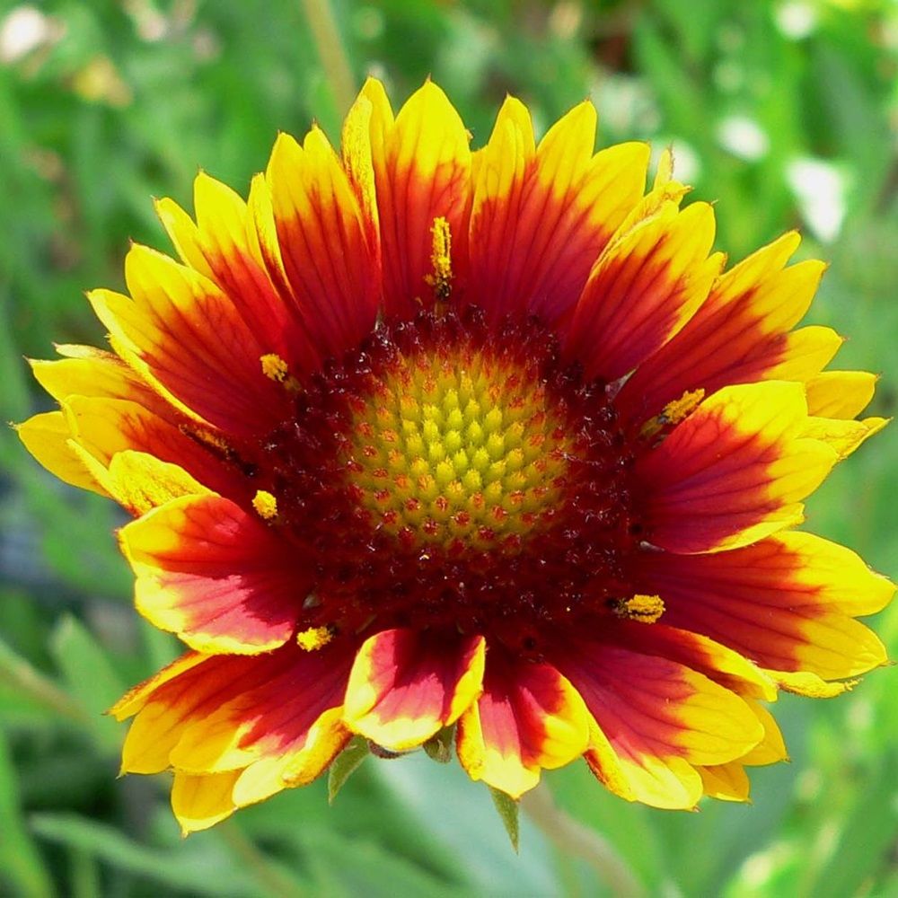 Гайлардия 0,5-0,6 л