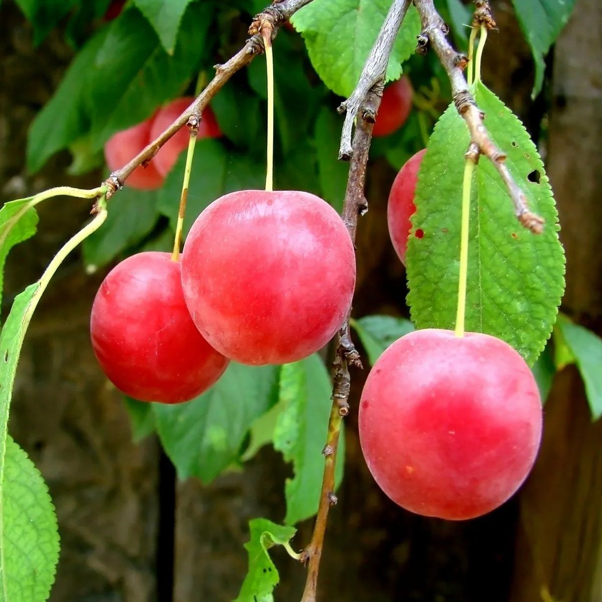 Алыча Несмеяна С7