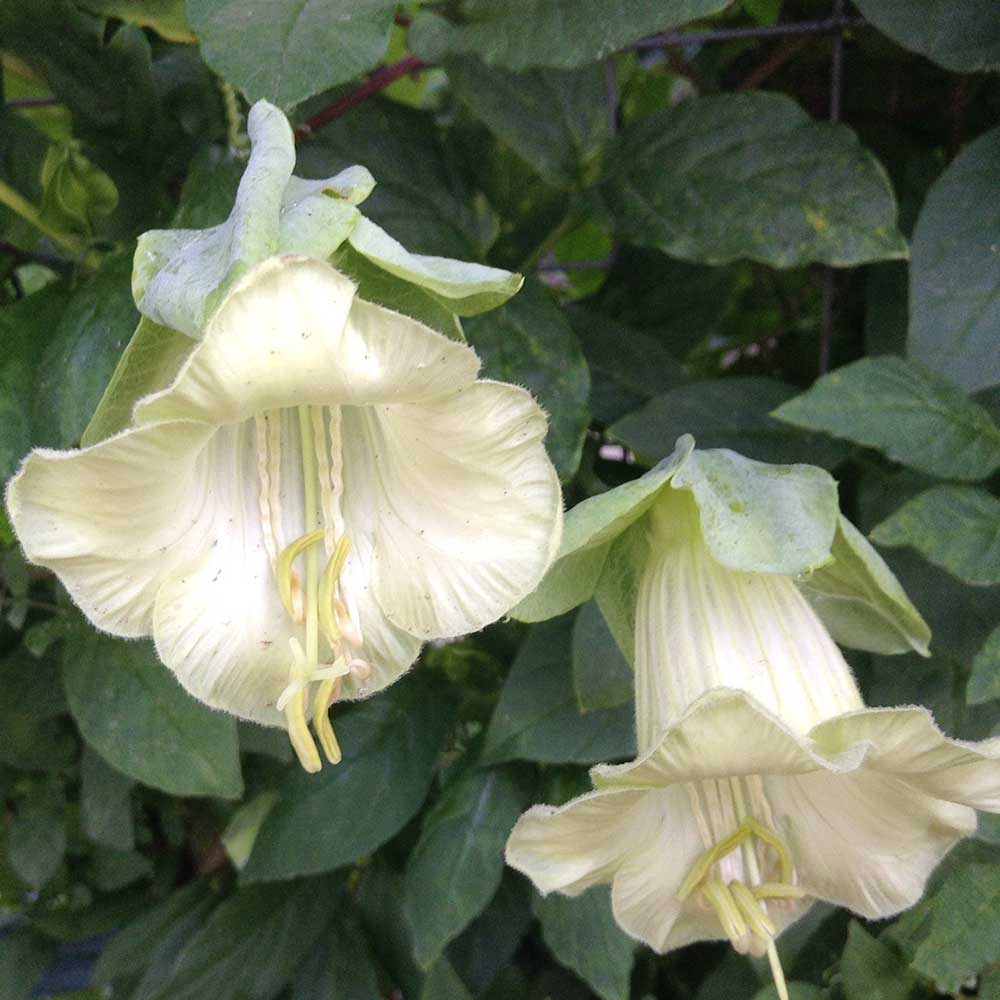 Кобея лазающая Винно-белая  ц/п