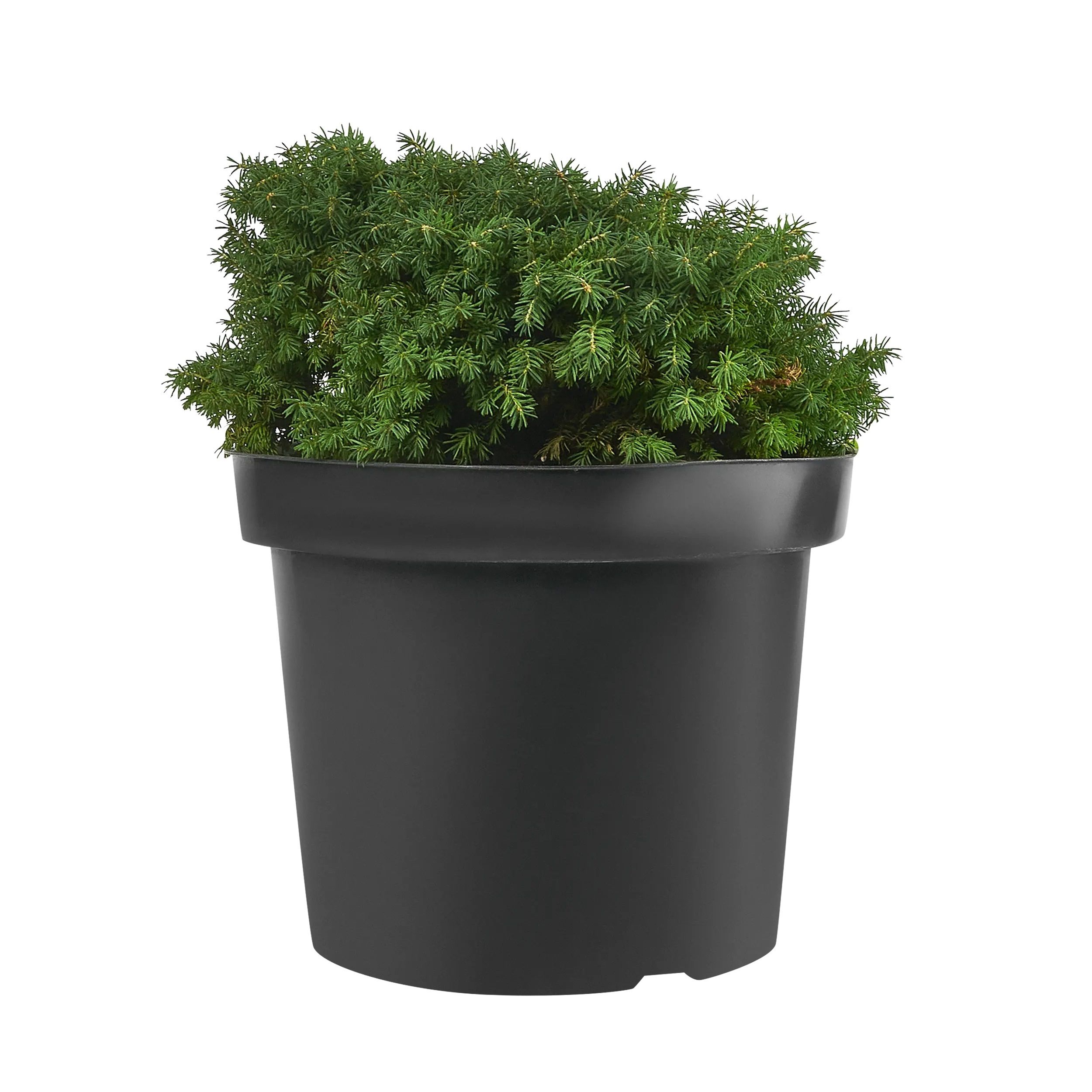 Ель обыкновенная Литтл Гем H30-50 см