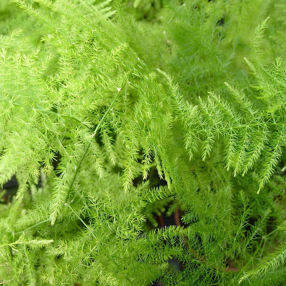 Аспарагус Плюмосус d12 см