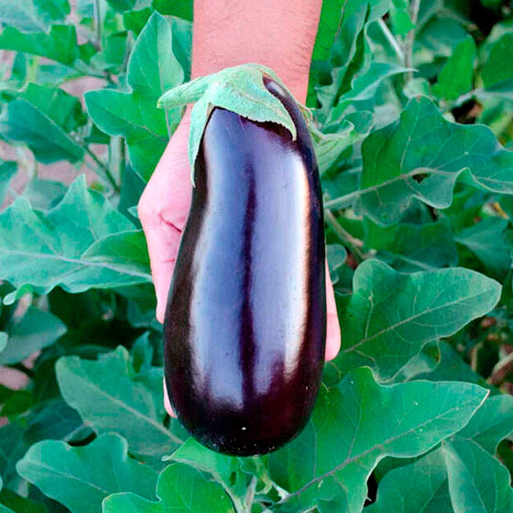 Баклажан Алмаз (ЧБ) (увел.раз) 0,25гр.