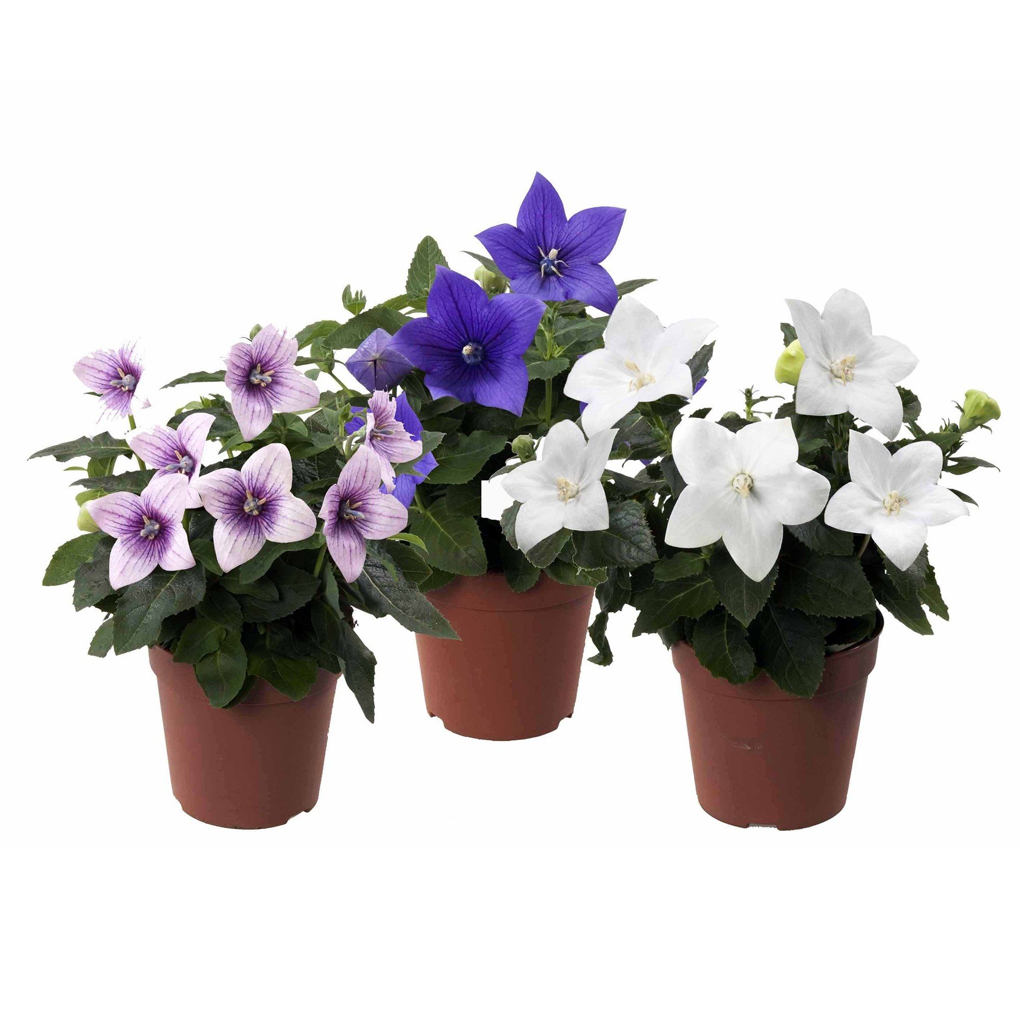 Платикодон 0,5-1 л