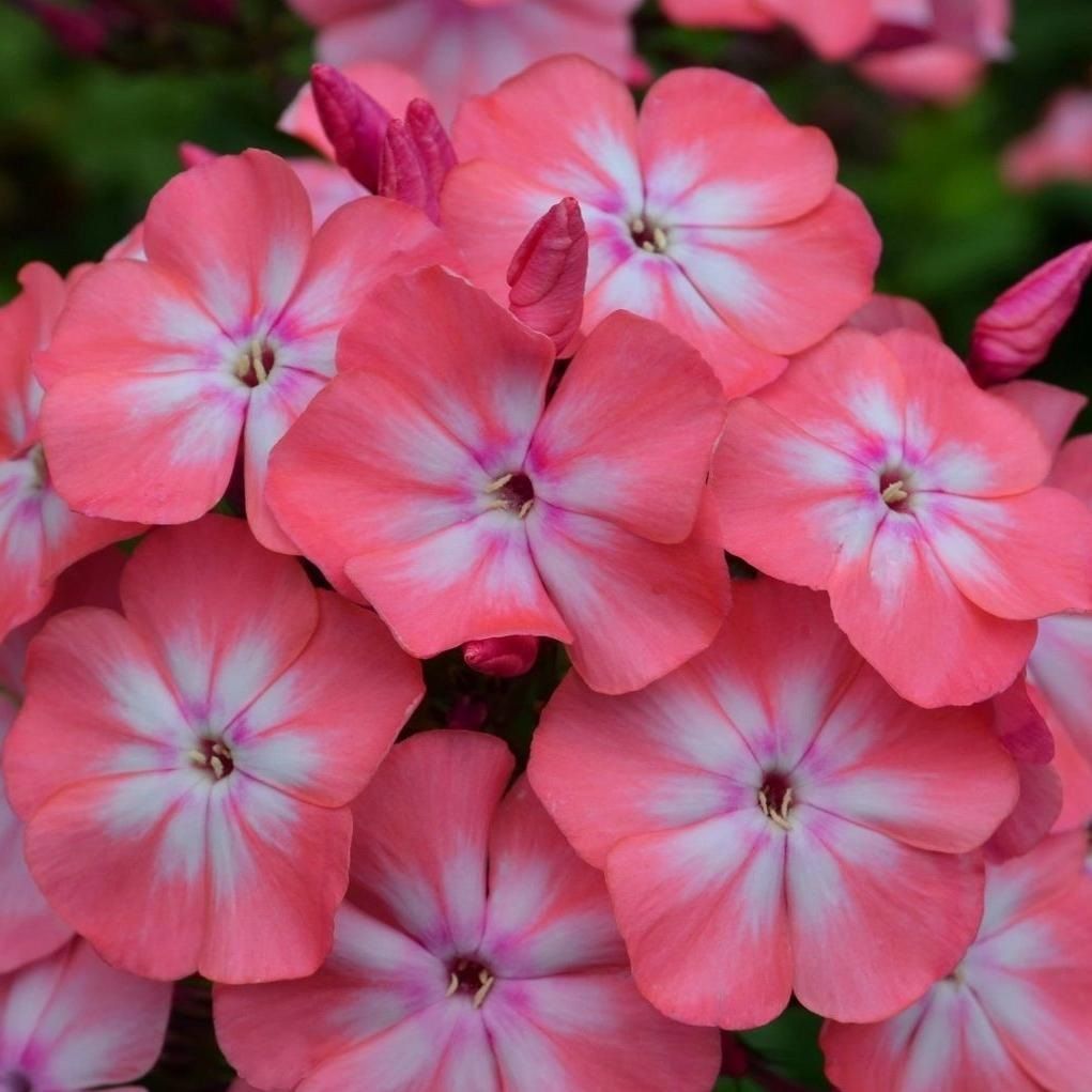 Рассада Флокс метельчатый Клементина d9 см