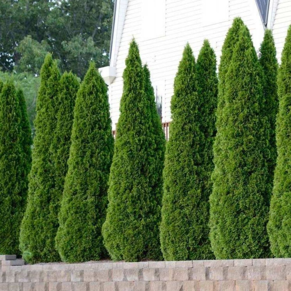 Туя западная Смарагд h140-160 см