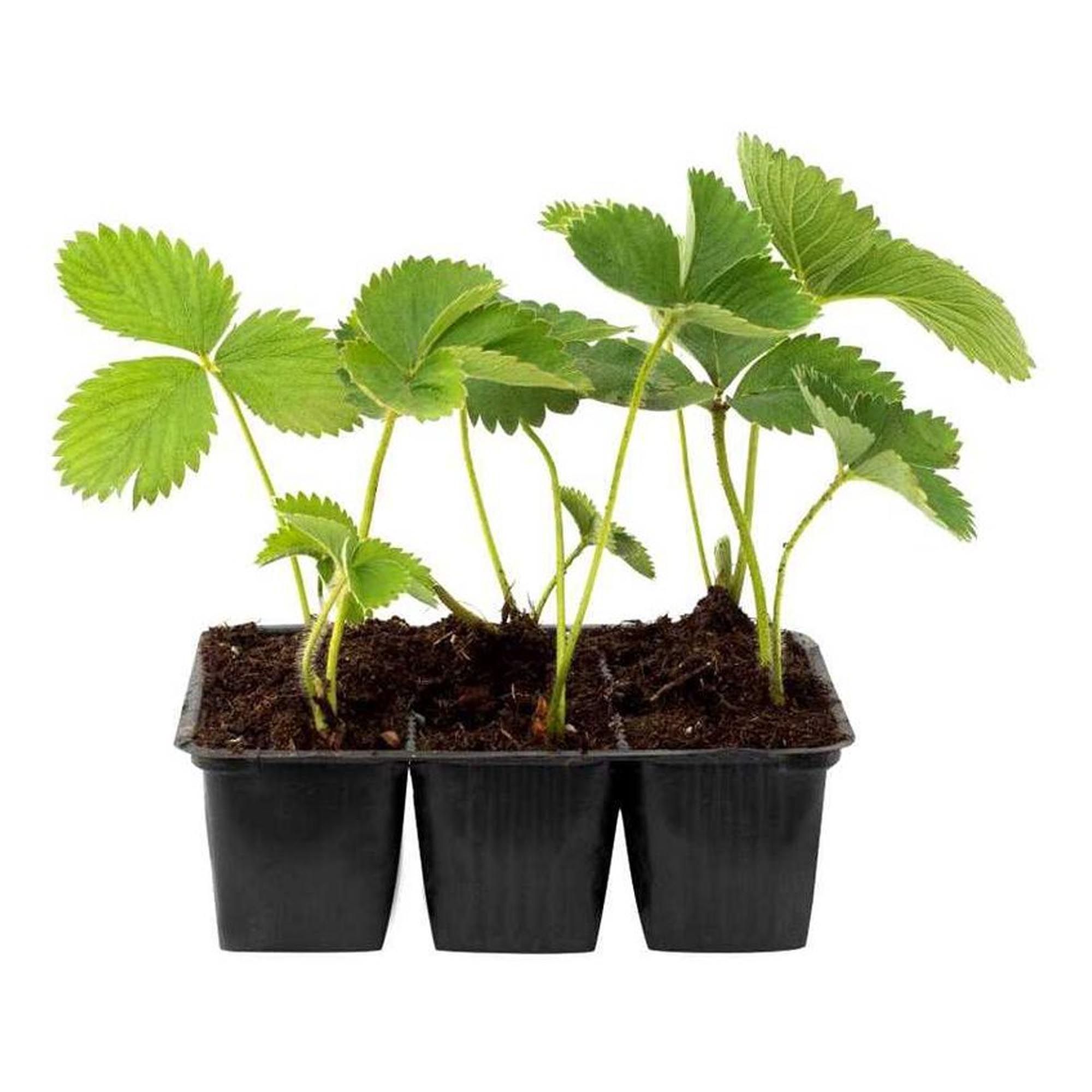 Рассада Земляника садовая Вима Занта 6 шт