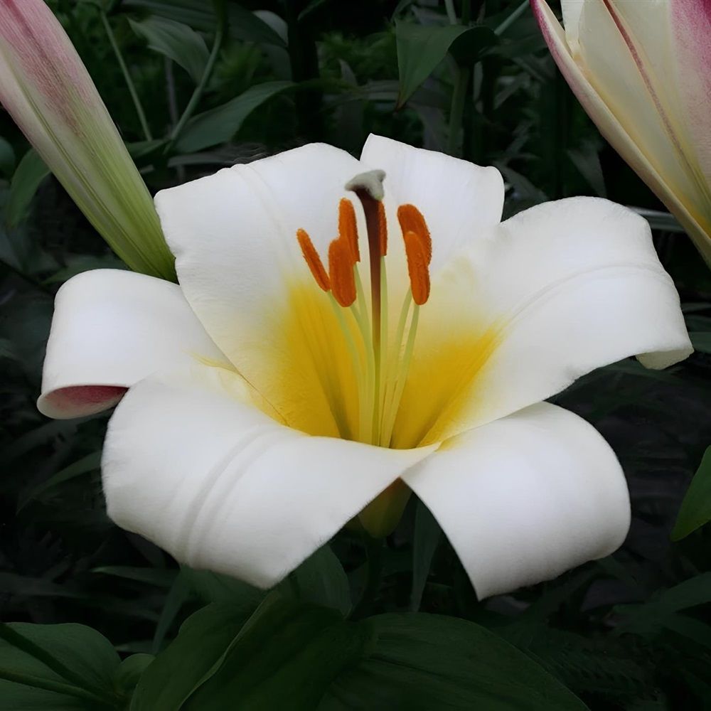 Лилия Трубчатая Вайт Планет 14-16/К