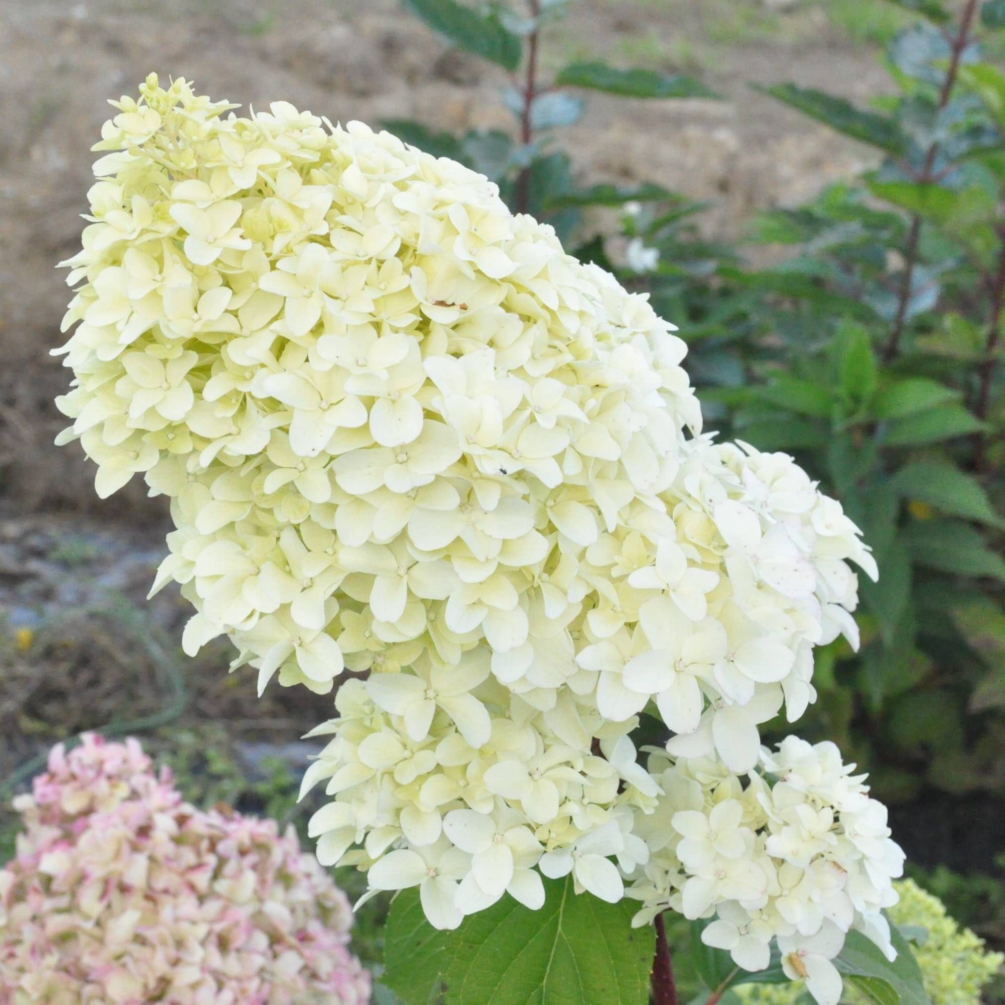 Гортензия метельчатая Диамантино 2 л