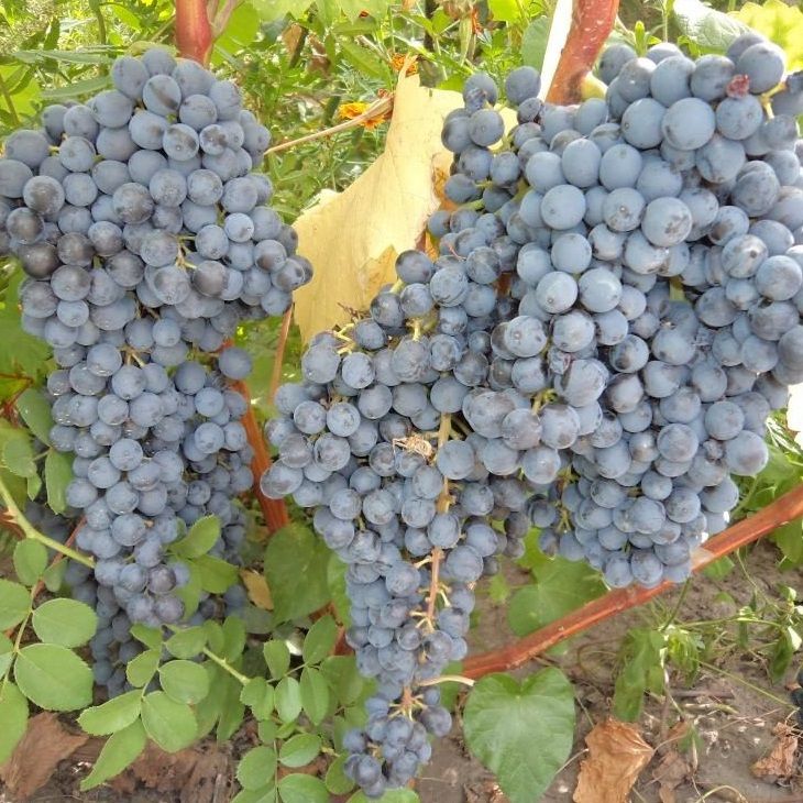 Виноград 1 категория