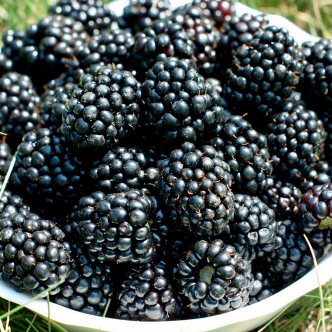 Ежевика Агавам