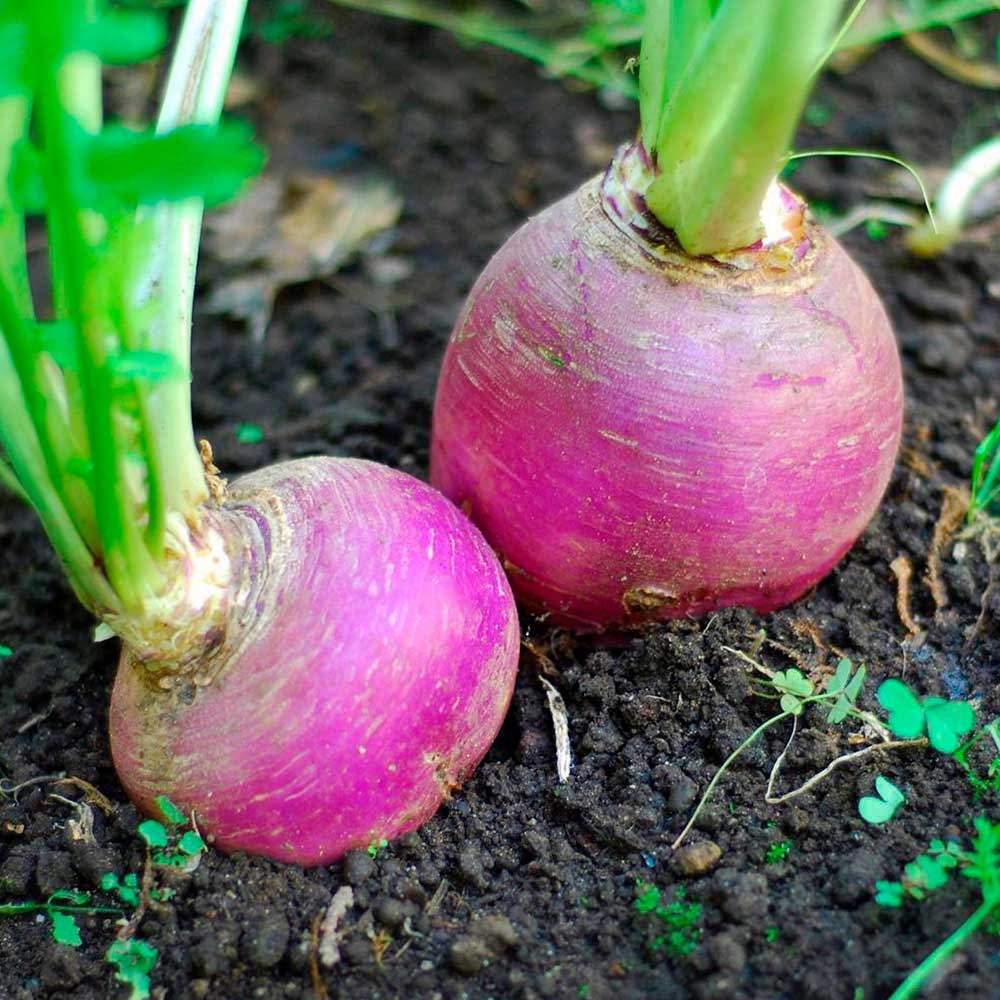 Брюква Гера (А) (ЦВ) 0,5гр.