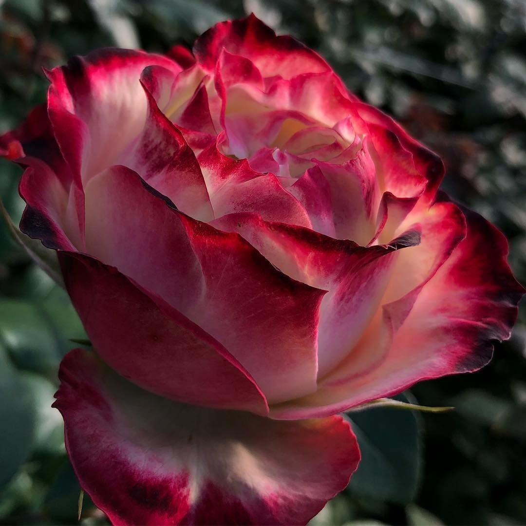 Роза чайно-гибридная Эпл Джек С7/С10