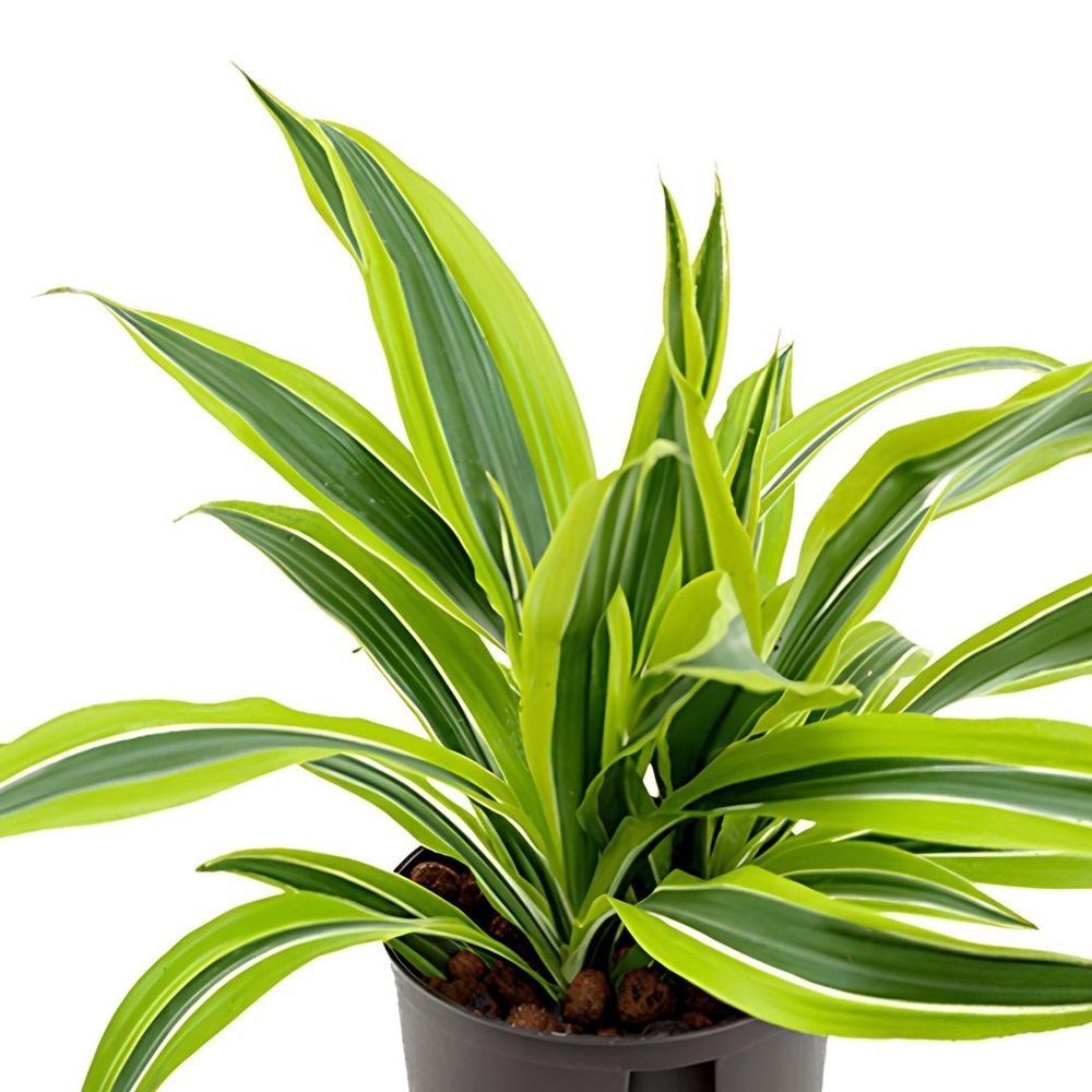 Драцена Фрагранс Лемон Лайм d7 см