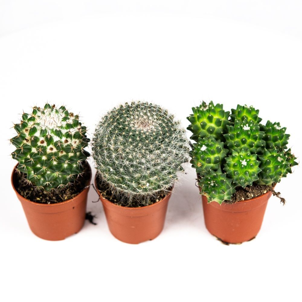 Кактус Шар микс d5 см h10 см