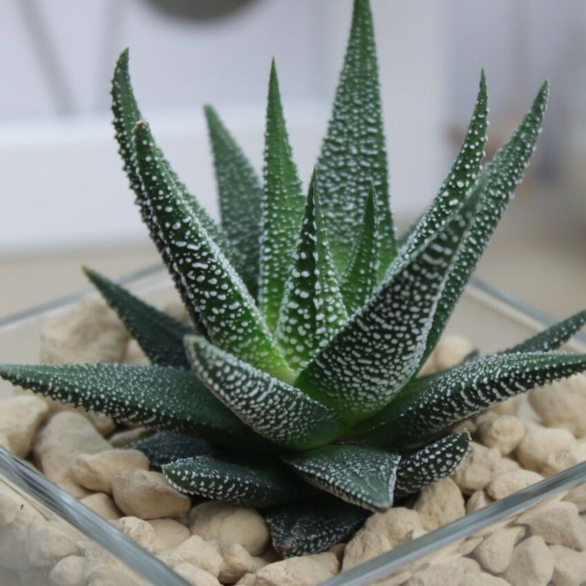 Хавортия микс в стекле d6 см