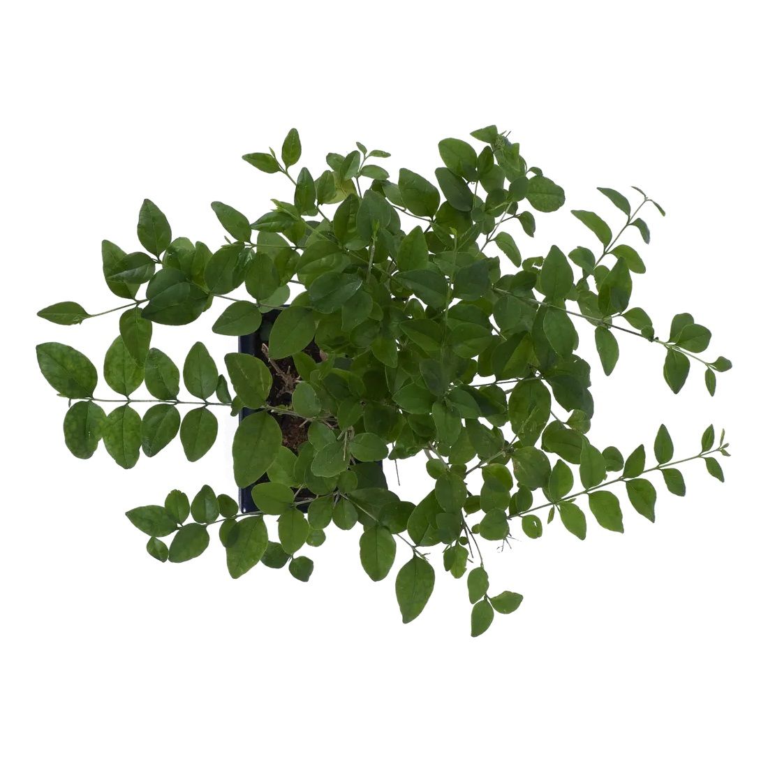 Бонсай микс d15 см