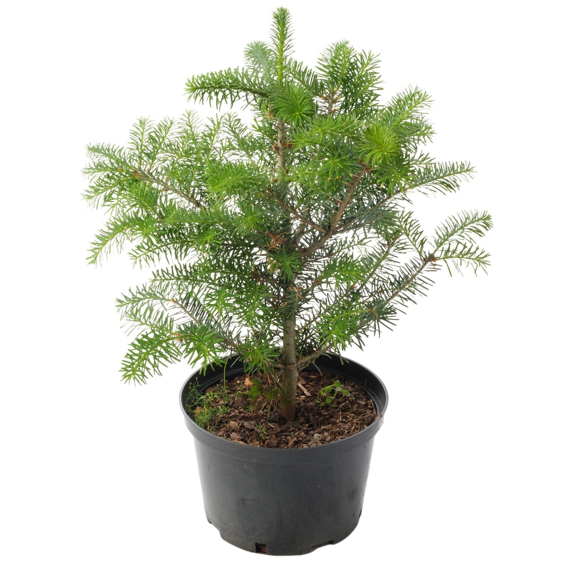 Пихта корейская С5 h40-60 см