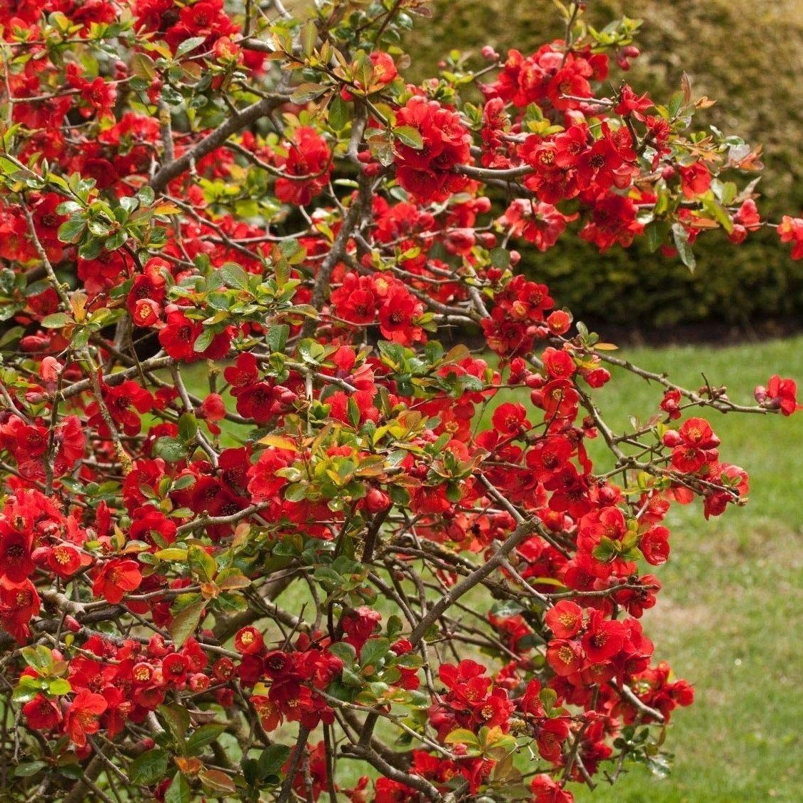 Айва прекрасная Рубра V2 Lav