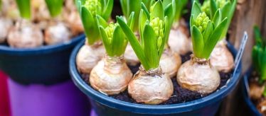 Цветочные луковицы и корневища