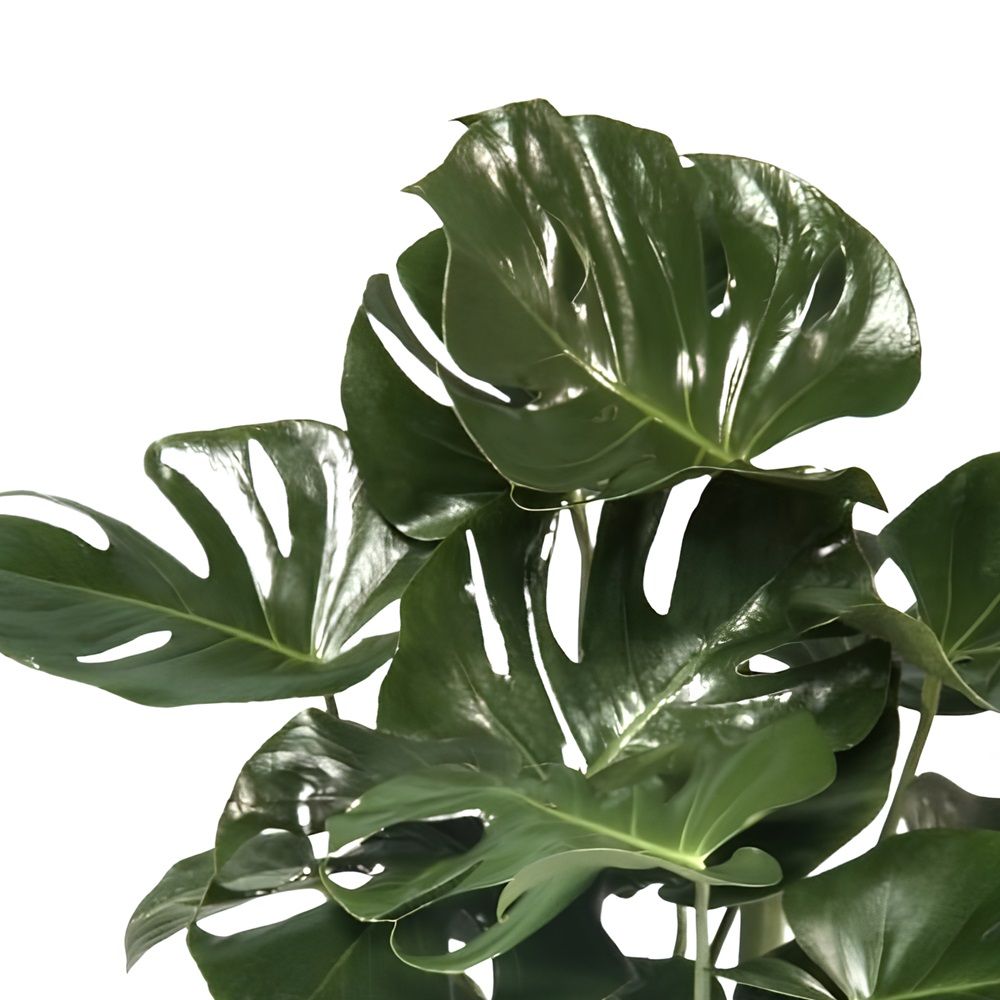 Монстера деликатесная Тауэр d12 см