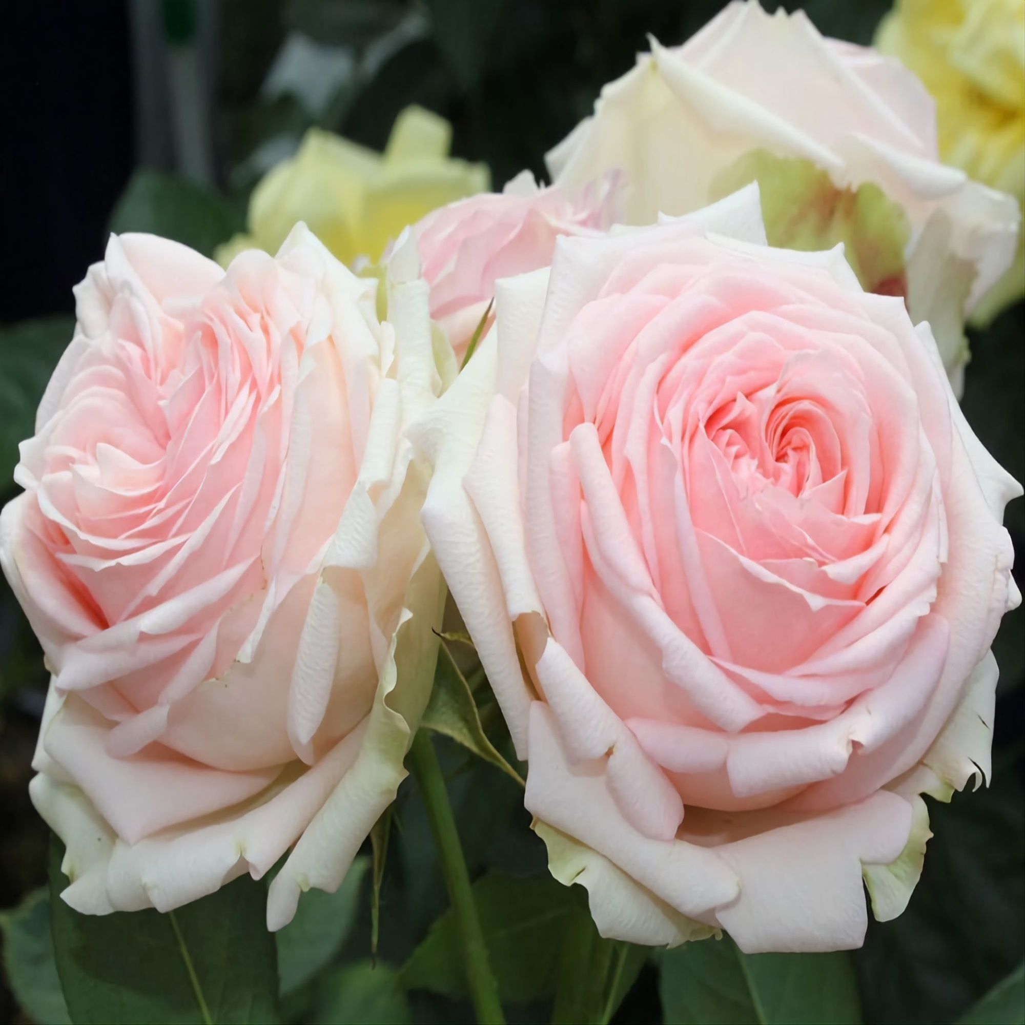 Роза флорибунда Фест Леди V5 Lav