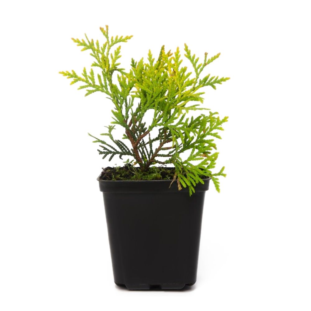 Туя западная Даника Р9