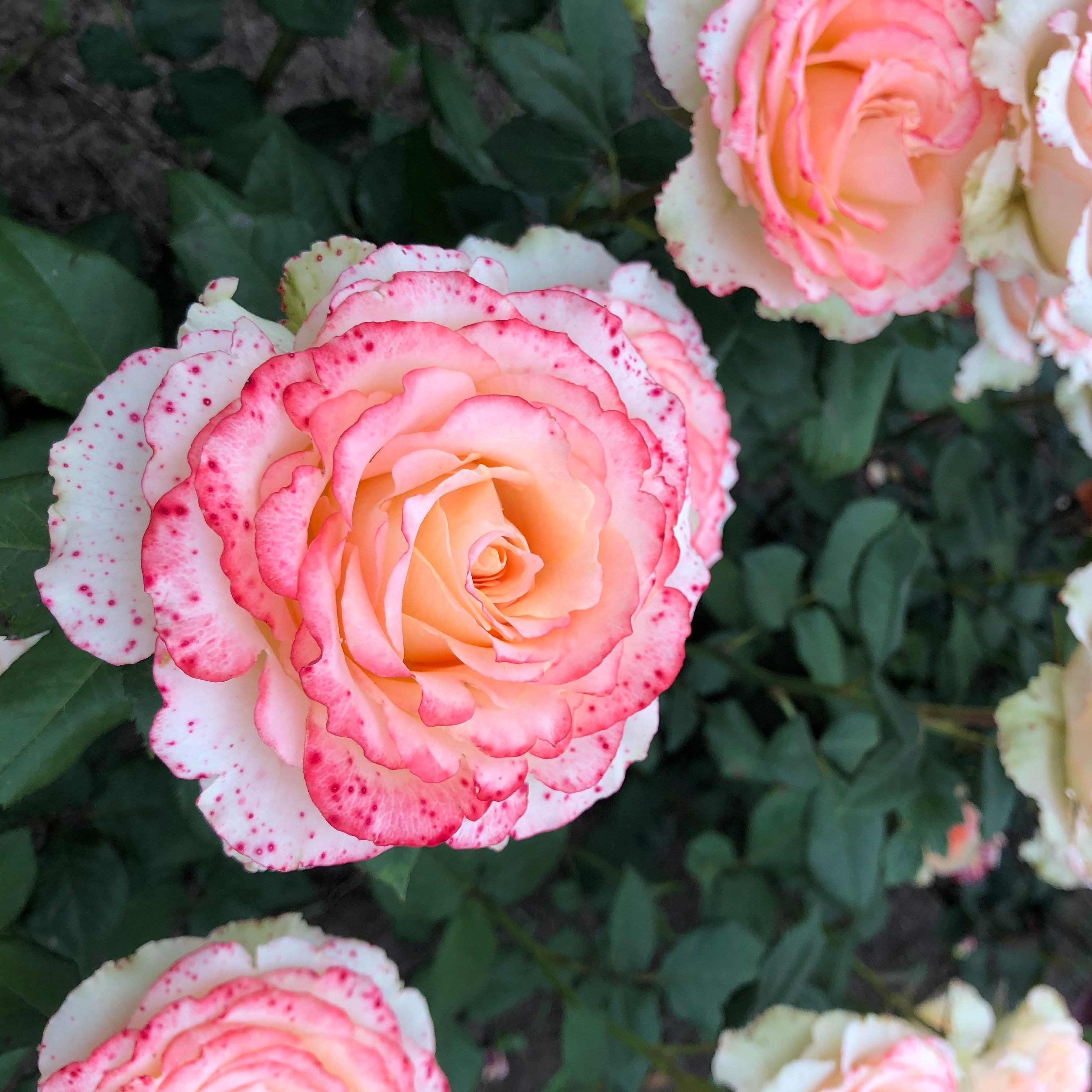 Роза чайно-гибридная Дуэт С7/С10